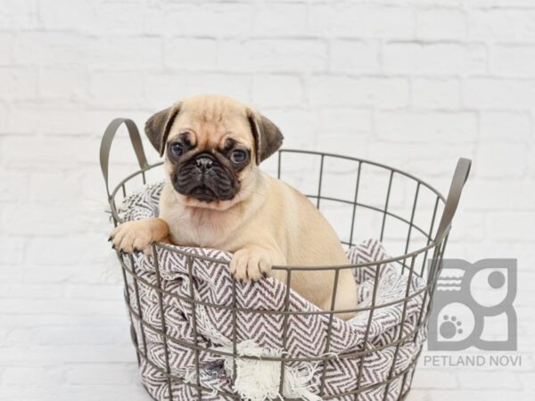 Pug DOG Female FAWN 33497 Petland Novi, Michigan