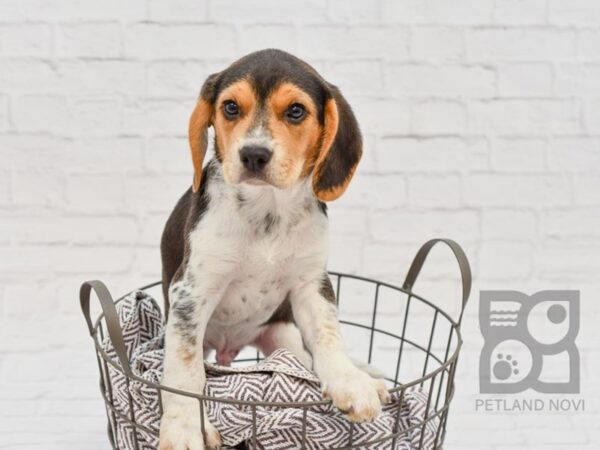 Beagle DOG Male Tri 33498 Petland Novi, Michigan