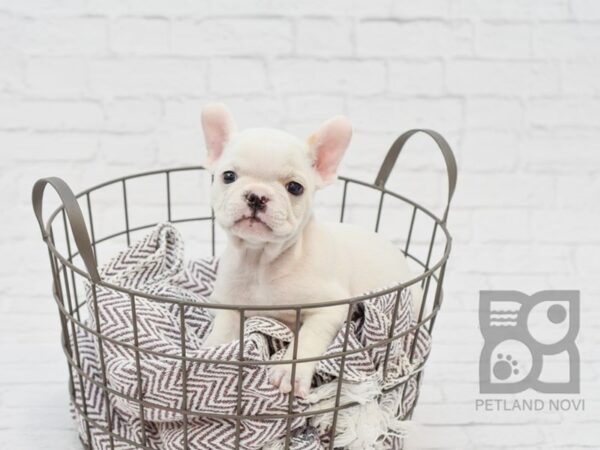 French Bulldog-DOG-Male-Cream-33499-Petland Novi, Michigan