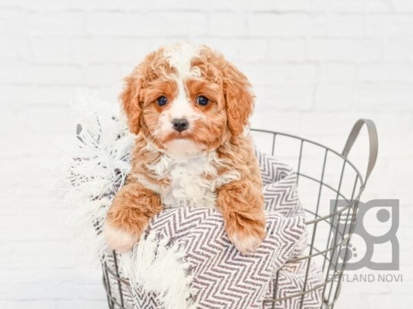 Cavapoo DOG Male RED WHITE 33501 Petland Novi, Michigan