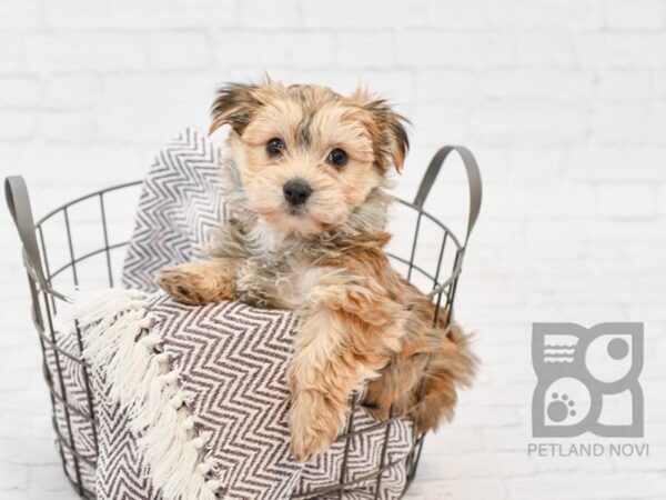 Yochon-DOG-Male-BEIGE-33502-Petland Novi, Michigan