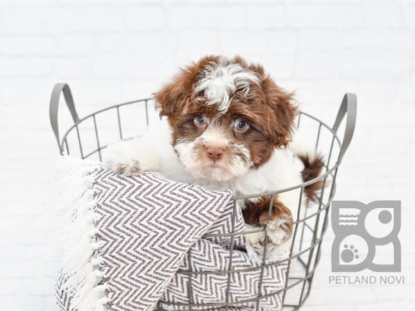 Havanese DOG Male CHOC WHITE 33503 Petland Novi, Michigan