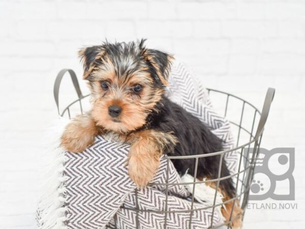 Morkie-DOG-Male-BLK TAN-33504-Petland Novi, Michigan