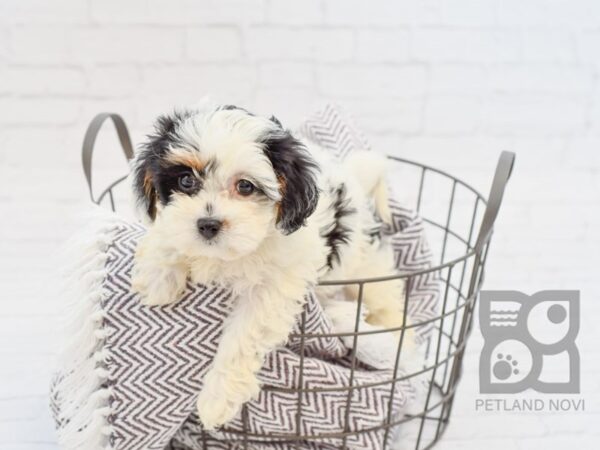 Cavachon DOG Male tri 33505 Petland Novi, Michigan