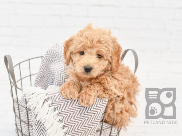 Cockadoodle-DOG-Male-Red-33506-Petland Novi, Michigan