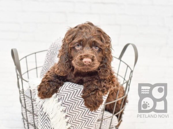 Cocker Spaniel DOG Male CHOC 33507 Petland Novi, Michigan