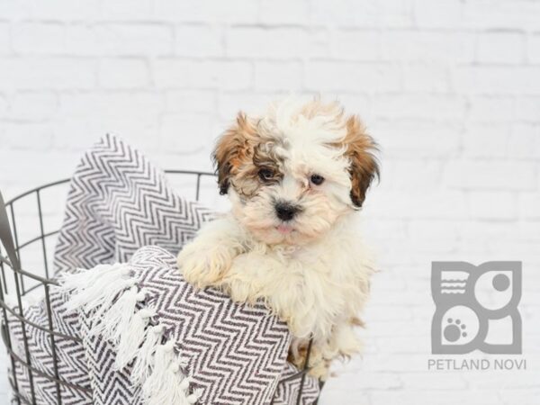 Teddy Bear-DOG-Male-BROWN WH-33508-Petland Novi, Michigan