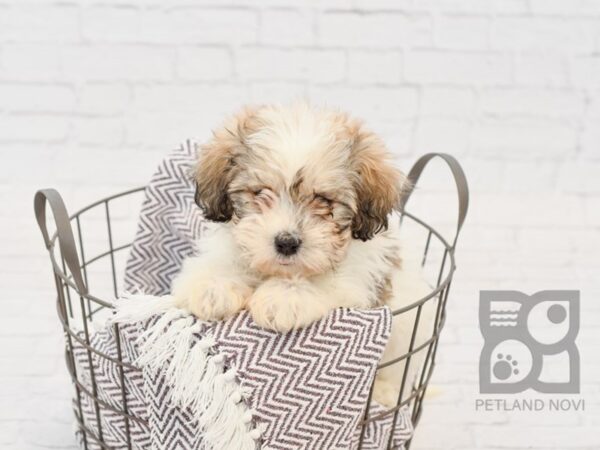 Teddy Bear-DOG-Male-BROWN WH-33509-Petland Novi, Michigan