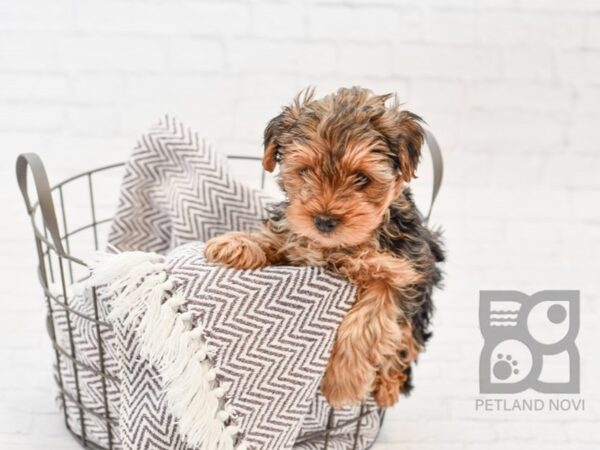 Yorkie Poo DOG Male RED 33510 Petland Novi, Michigan