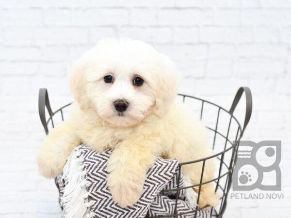 Maltichon-DOG-Male-WHITE-33511-Petland Novi, Michigan