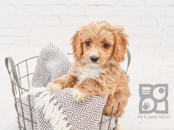 Cavapoo DOG Female Red 33512 Petland Novi, Michigan