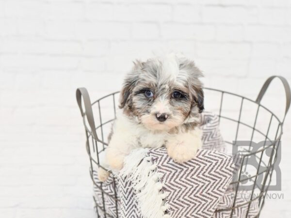 Daisy Dog DOG Female BLUE MERLE 33513 Petland Novi, Michigan