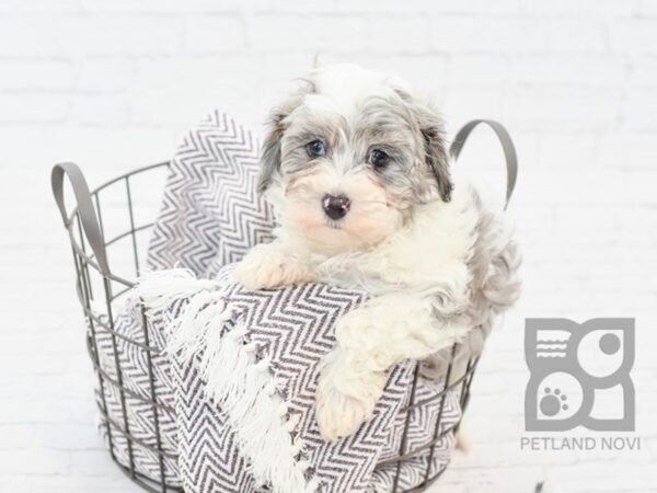 Daisy Dog-DOG-Male-BLUE MERLE-33514-Petland Novi, Michigan