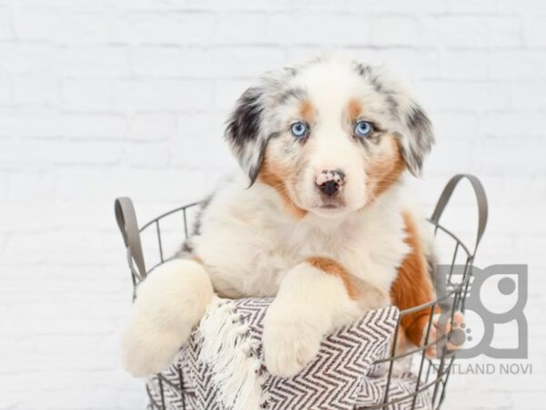 Australian Shepherd DOG Male Blue Merle 33515 Petland Novi, Michigan