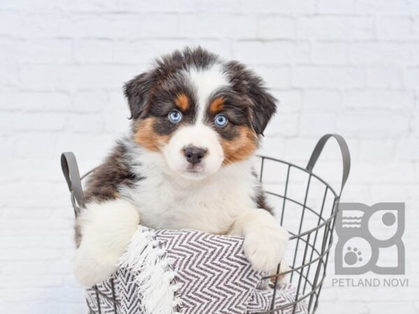 Australian Shepherd DOG Female Black Tri 33516 Petland Novi, Michigan