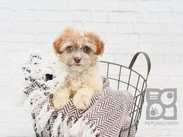 Havanese DOG Male Cream 33517 Petland Novi, Michigan