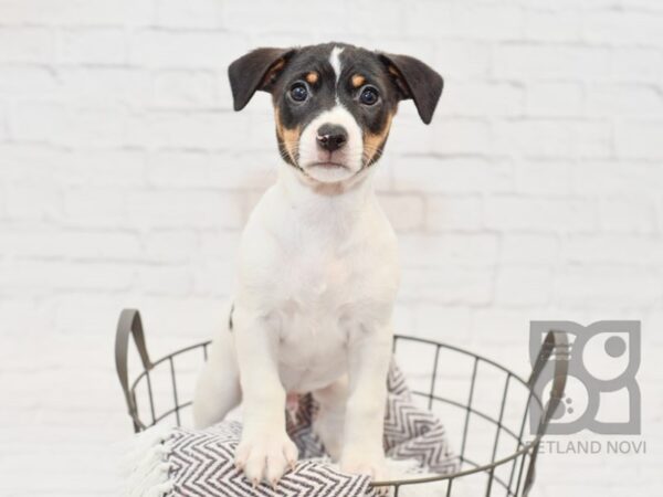 Rat Terrier DOG Male Black & White 33519 Petland Novi, Michigan