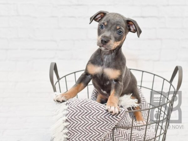 Rat Terrier-DOG-Male-Blue & Tri-33520-Petland Novi, Michigan