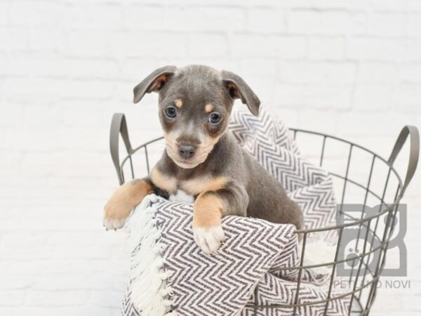 Rat Terrier DOG Female Blue Tri 33521 Petland Novi, Michigan