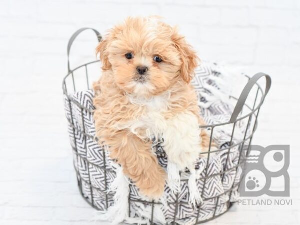 Shih Tzu-DOG-Female-Tan / White-33525-Petland Novi, Michigan