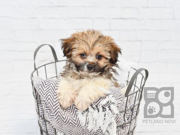 Teddy Bear Pom DOG Male Sable / White 33522 Petland Novi, Michigan