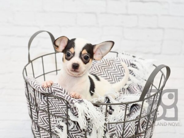 Chihuahua DOG Male White / Black 33523 Petland Novi, Michigan