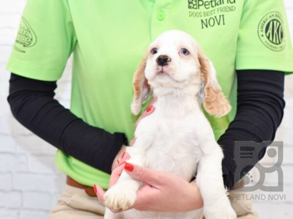 Cocker Spaniel DOG Male White / Red 33526 Petland Novi, Michigan