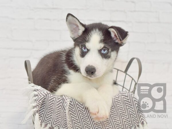 Siberian Husky DOG Male Black & White 33527 Petland Novi, Michigan