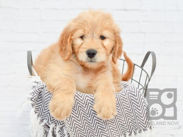 Goldendoodle DOG Female Golden 33528 Petland Novi, Michigan