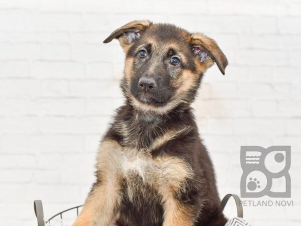 German Shepherd DOG Female Black & Tan 33529 Petland Novi, Michigan