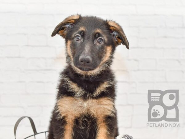 German Shepherd DOG Female Black & Tan 33530 Petland Novi, Michigan