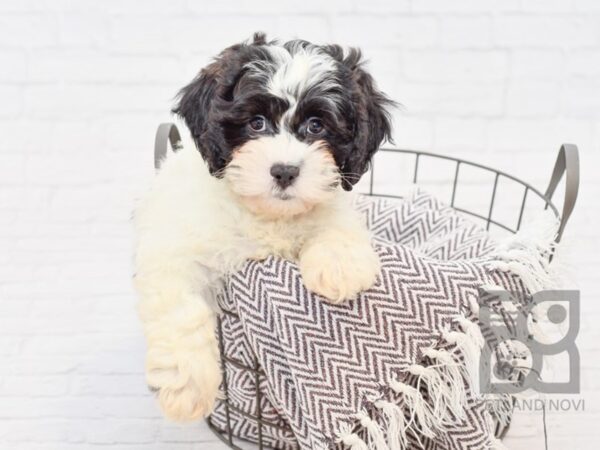 Lhasapoo DOG Male Black & White 33531 Petland Novi, Michigan