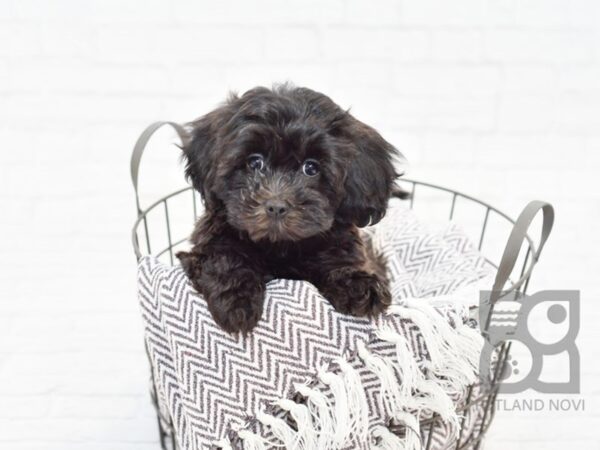 Lhasapoo DOG Female Black 33532 Petland Novi, Michigan