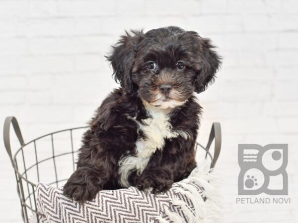 Lhasapoo DOG Female Black 33533 Petland Novi, Michigan