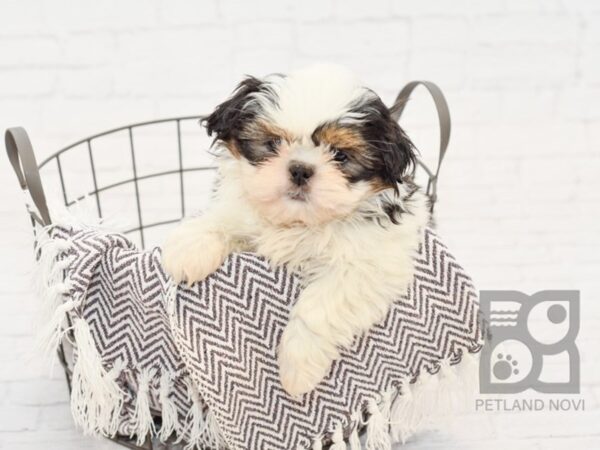 Shih Tzu DOG Male TRI 33534 Petland Novi, Michigan