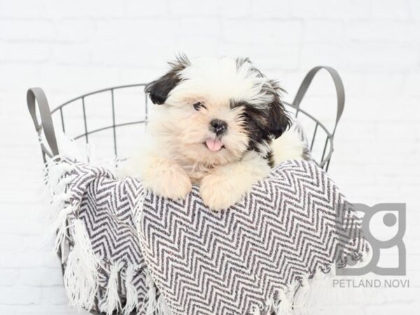 Shih Tzu-DOG-Female-BROWN WHITE-33535-Petland Novi, Michigan