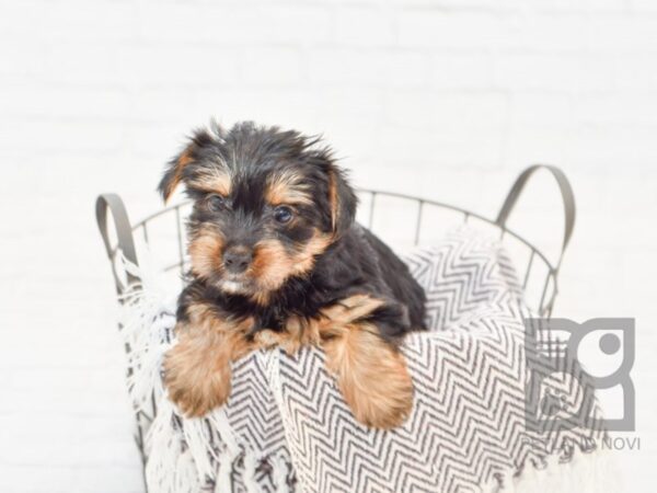 Yorkie Poo DOG Female BLK TAN 33536 Petland Novi, Michigan