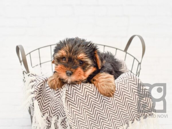 Yorkshire Terrier DOG Female BLK TAN 33537 Petland Novi, Michigan