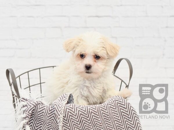 Teddy Bear-DOG-Female-CREAM  WH-33538-Petland Novi, Michigan