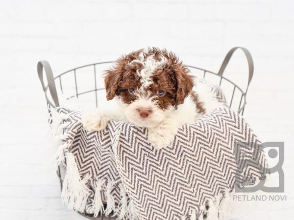 Maltipoo DOG Male CHOC WHITE 33540 Petland Novi, Michigan