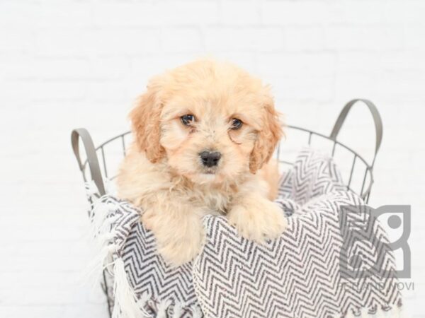 Cavachon DOG Male RUBY 33541 Petland Novi, Michigan