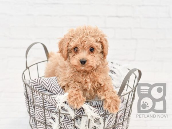 Cavachon-Poo DOG Male RED 33542 Petland Novi, Michigan