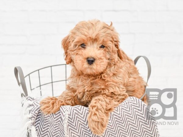 Cockadoodle DOG Female Red 33543 Petland Novi, Michigan