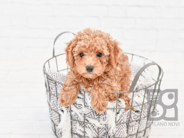 Poodle DOG Female Red 33544 Petland Novi, Michigan