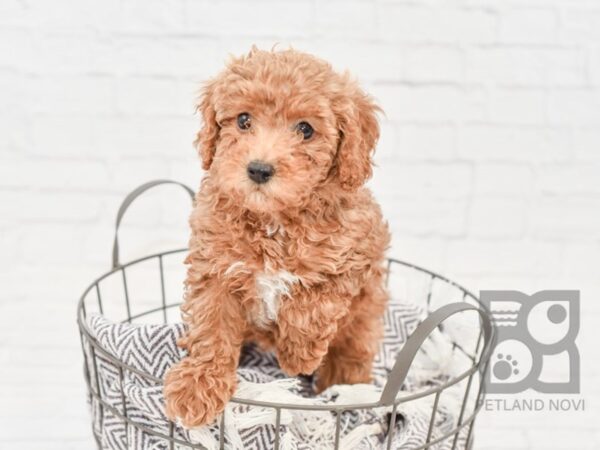 Poodle DOG Female Red 33545 Petland Novi, Michigan