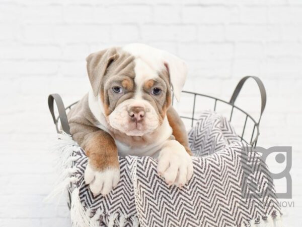 Old English Bulldog DOG Female LILAC TAN 33546 Petland Novi, Michigan