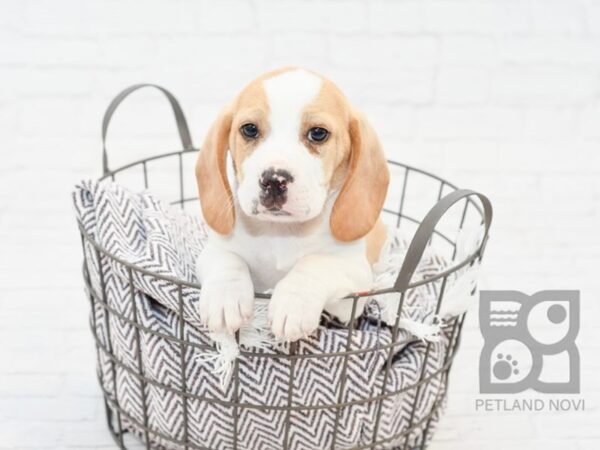 Beagle DOG Male Lemon 33547 Petland Novi, Michigan