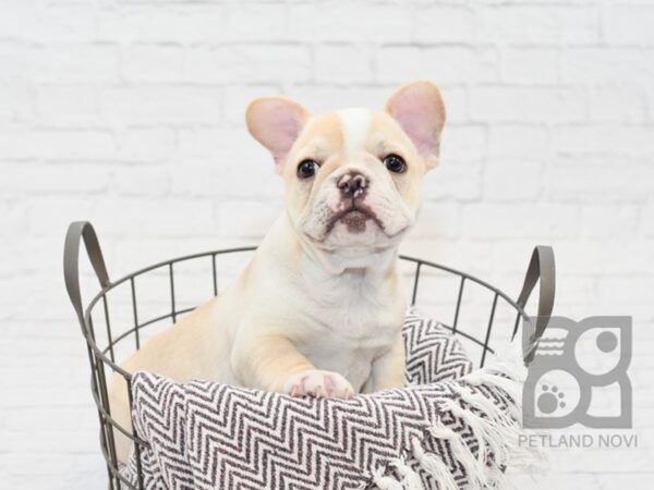 French Bulldog-DOG-Male-Cream-33548-Petland Novi, Michigan