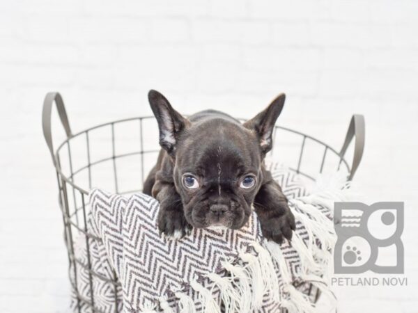 French Bulldog DOG Female Black Brindle 33549 Petland Novi, Michigan