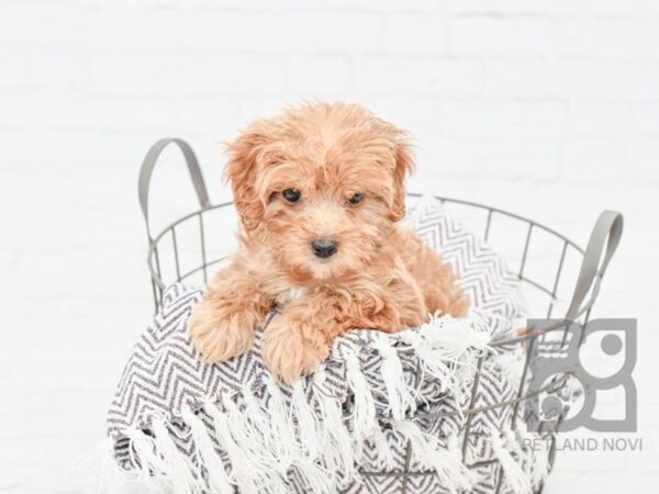 Cavapoo-DOG-Male-Red-33550-Petland Novi, Michigan